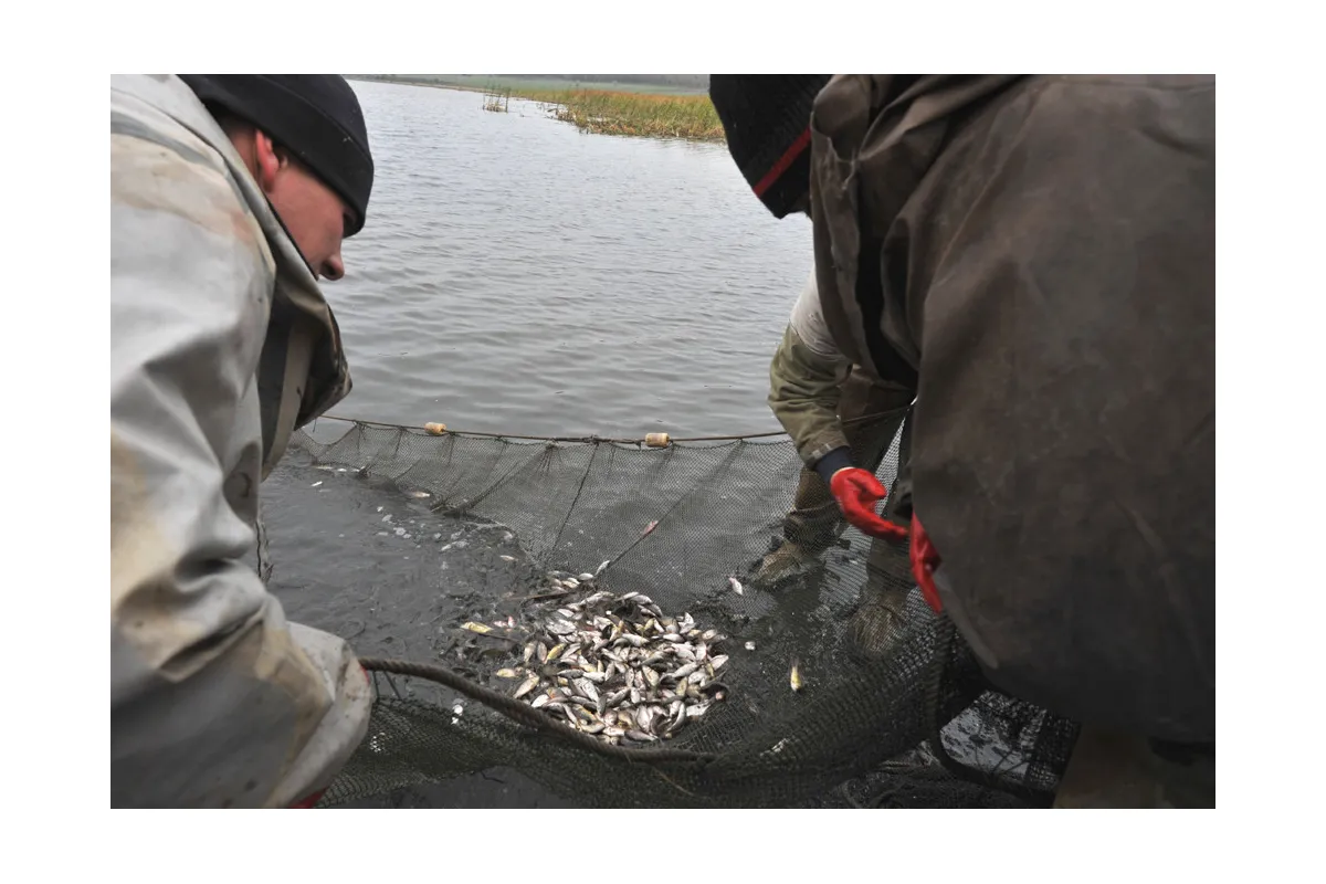 У водойми Дніпропетровщини випустили майже чотири тонни товстолоба та коропа