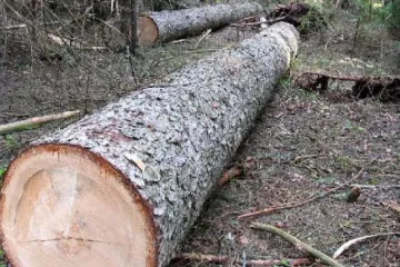 ​Новий стандарт якості деревини за моделями євростандартів, або що буде з вітчизняним «лісом» у 2019 році?