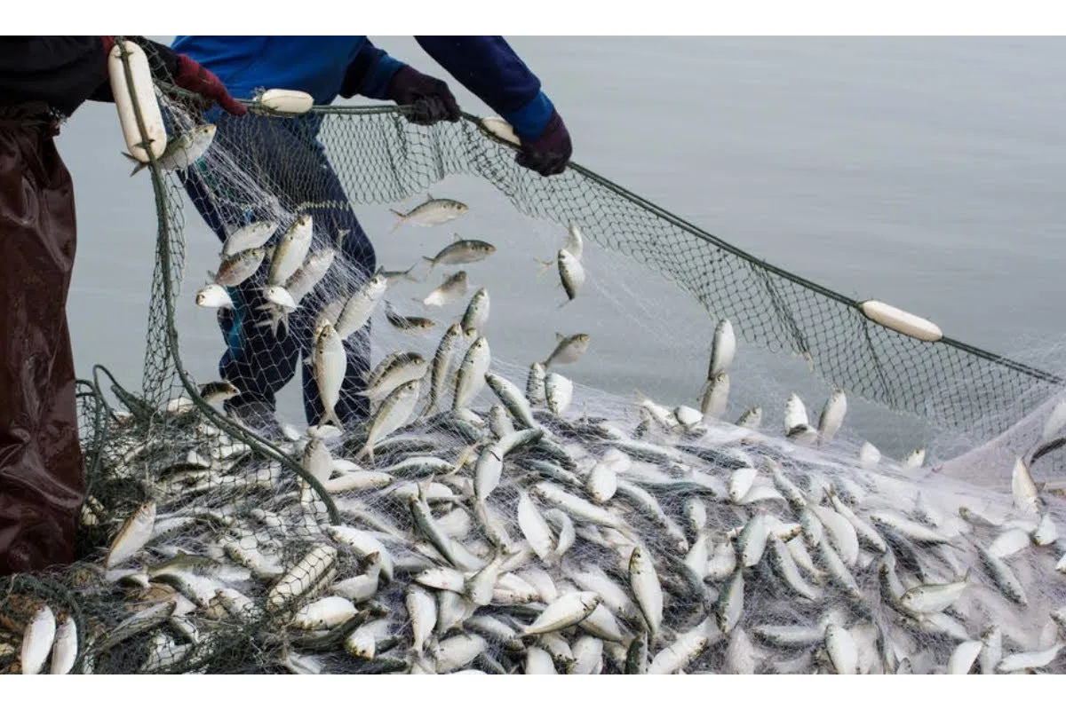 Світова організація торгівлі наблизилася до вирішення проблеми перелову риби