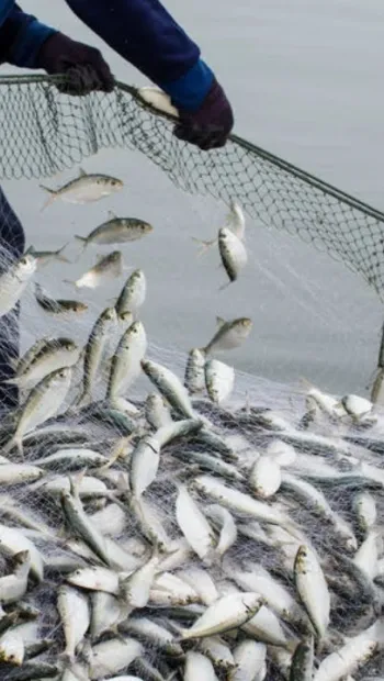 ​Світова організація торгівлі наблизилася до вирішення проблеми перелову риби