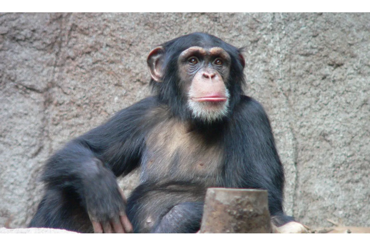Вчені вперше помітили, що шимпанзе використовують комах для самолікування
