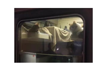 ​Пасажир поїзда купив для котів все купе