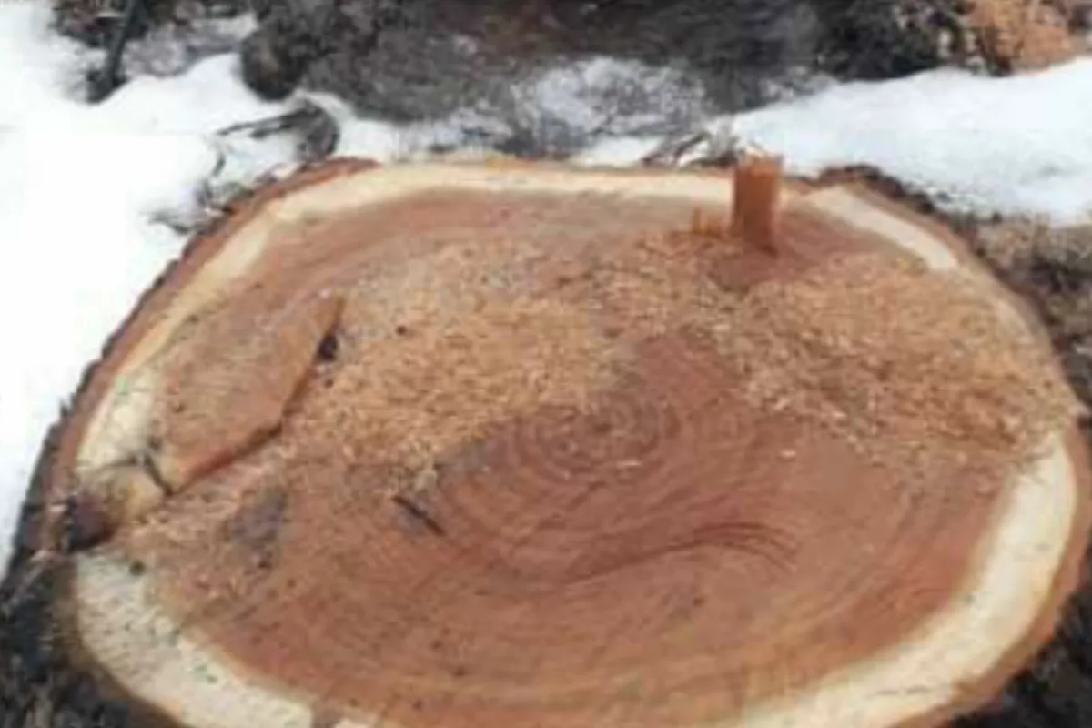 Незаконна вирубка дерев на Чернігівщині 