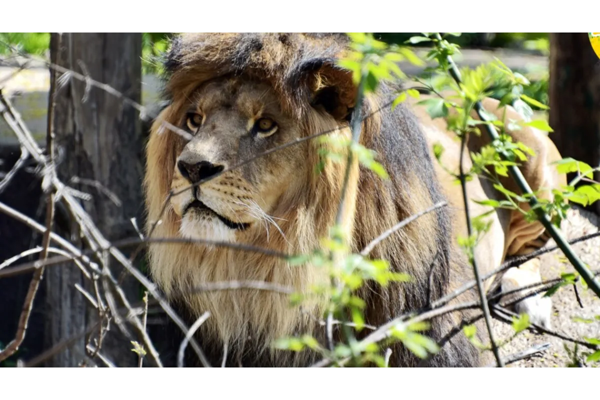 Окупанти викрали з Херсонського зоопарку більшість тварин