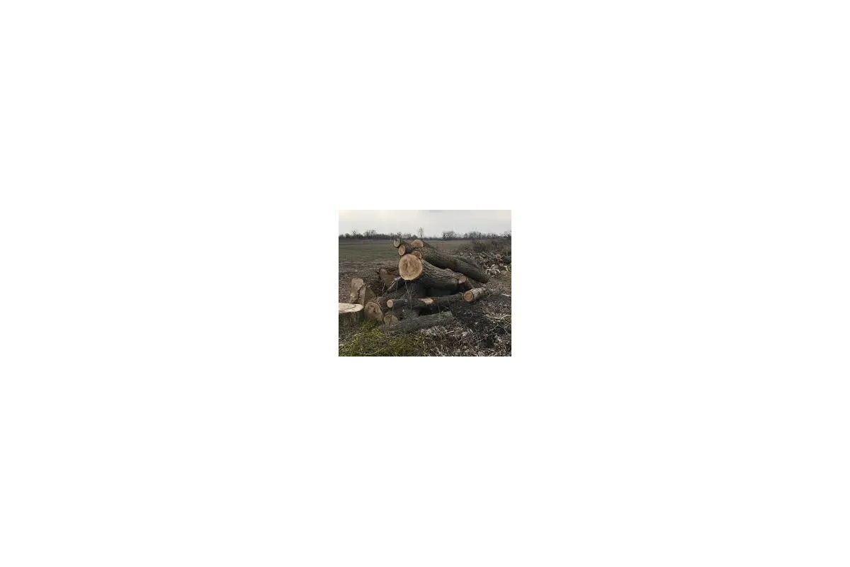 Мещканцю Великоновіслківського району повідомлено про підозру у незаконній порубці дерев 