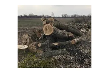 ​Мещканцю Великоновіслківського району повідомлено про підозру у незаконній порубці дерев 