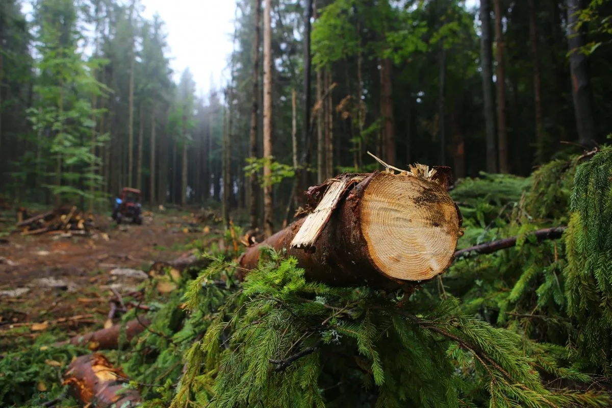 Воруют лес во время войны: активисты Житомирщины требуют усилить ответственность за вырубку