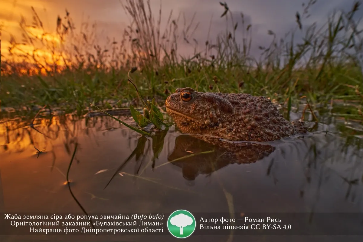 Світлина із земляною жабою стала найкращою фотографією Дніпропетровщини в конкурсі «Вікі любить Землю 2020»