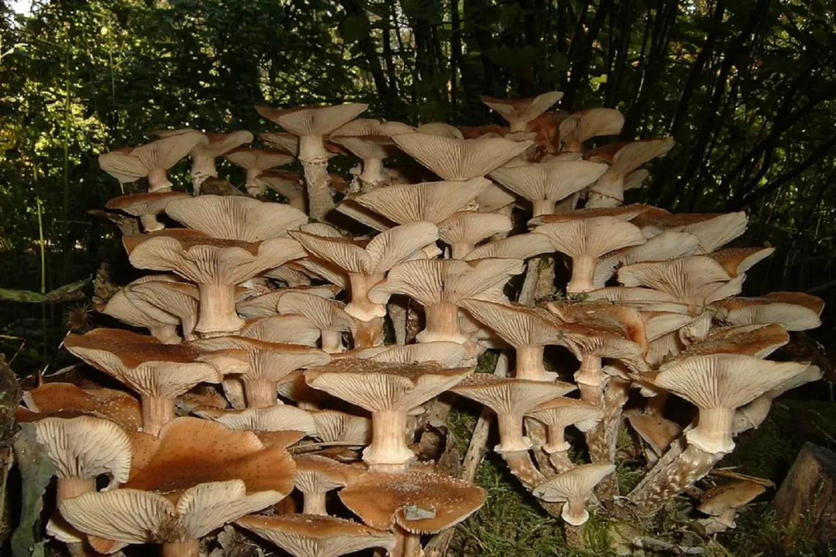 Неймовірно, проте реально: в Дніпрі знайшли гриби, які можуть рости понад 1000 років!