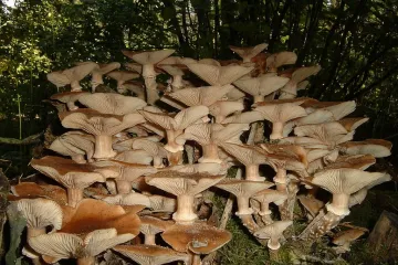 ​Неймовірно, проте реально: в Дніпрі знайшли гриби, які можуть рости понад 1000 років!