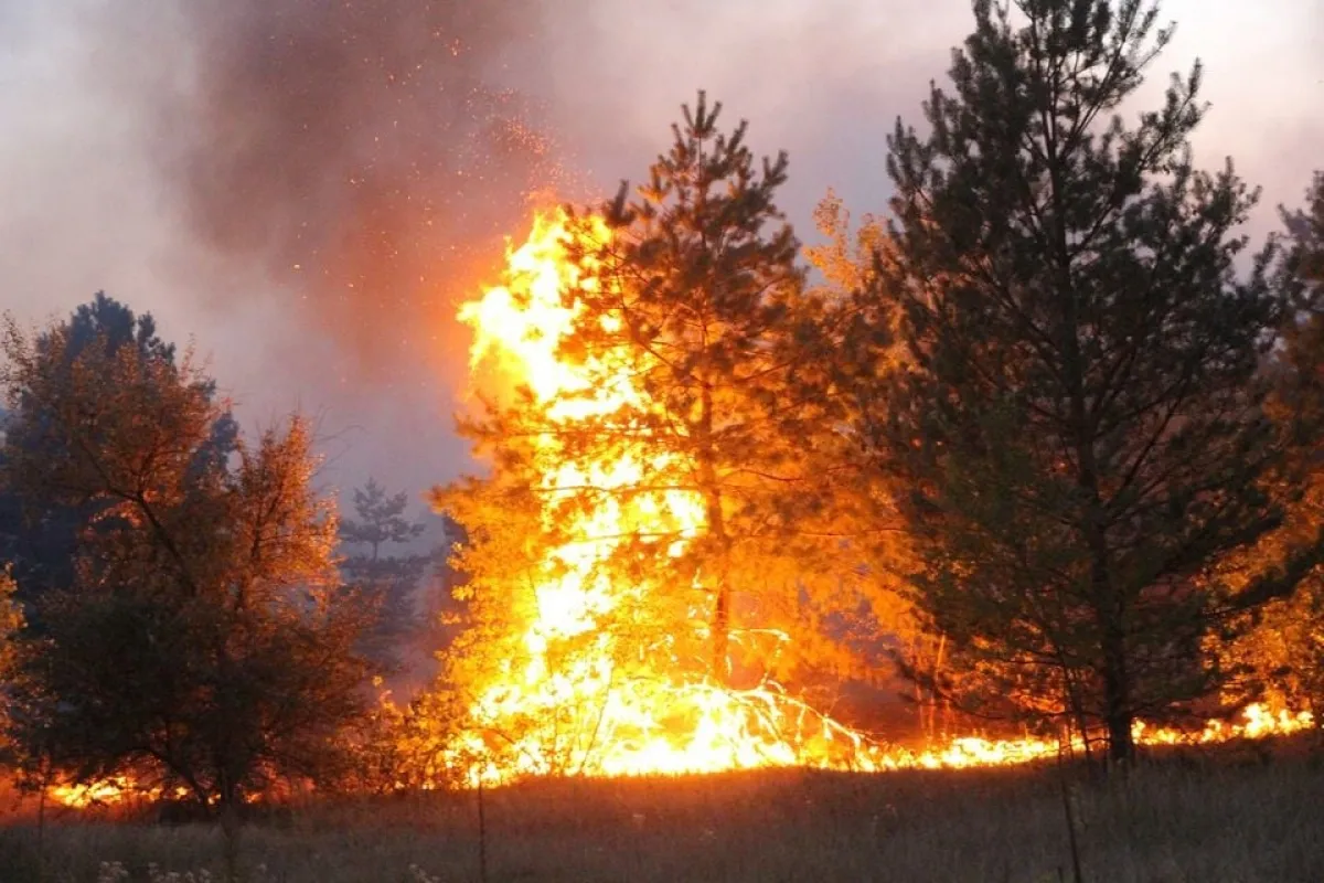 Пожежам ні: Президент Україні затвердив закон, який допоможе зберегти ліси та захистити їх
