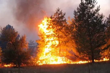 ​Пожежам ні: Президент Україні затвердив закон, який допоможе зберегти ліси та захистити їх
