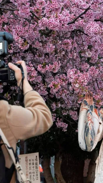 ​У Токіо офіційно стартував сезон цвітіння сакур