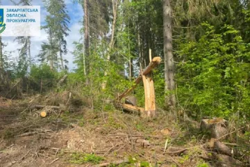 ​В Ужанському нацпарку незаконно зрубали дерев на 157 млн гривень