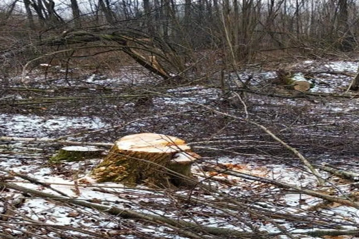 На Житомирщині вирубили сосен на мільйон гривень 