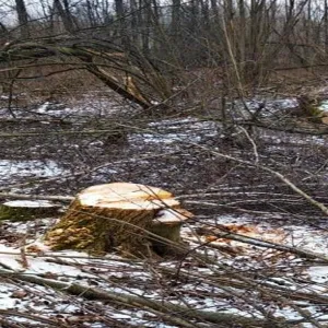 ​На Житомирщині вирубили сосен на мільйон гривень 