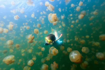 ​На известном курорте в Азовском море обнаружили огромное количество медуз.