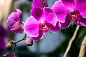 ​Доставка квітів Дніпро: Як правильно доглядати за орхідеєю 