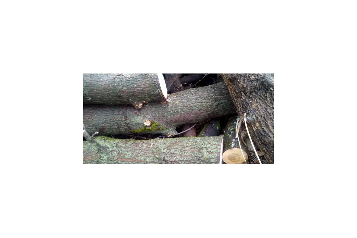 Оголошено вирок знищувачу дерев у Регіональному ландшафтному парку «Краматорський»