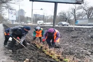 ​На Київщині висадили кущі бирючини 