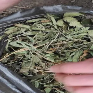 ​На Миколаївщині у чоловіка  було знайдено 200гр коноплі