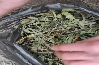 На Миколаївщині у чоловіка  було знайдено 200гр коноплі
