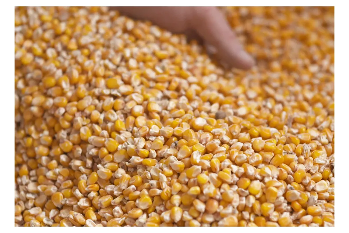 Кукурудза починає дорожчати: чому аграрії стримують продаж?