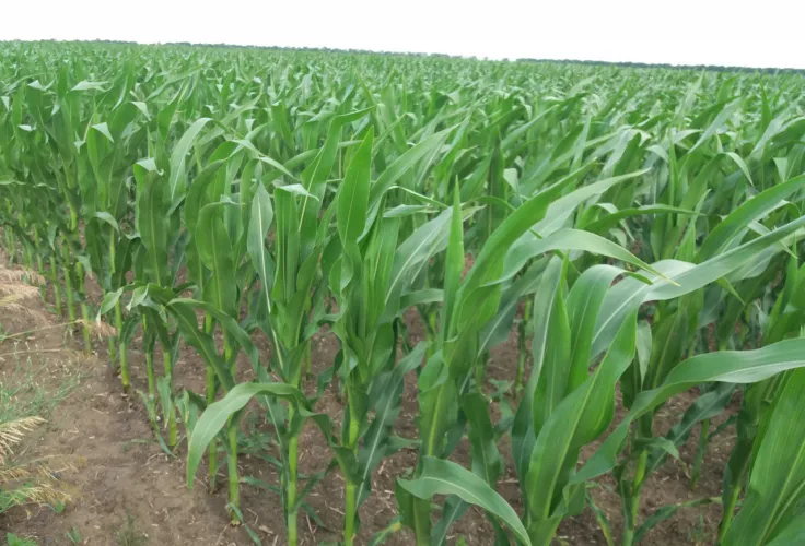 На більшості площ посіви кукурудзи забезпечені достатньою кількістю вологи