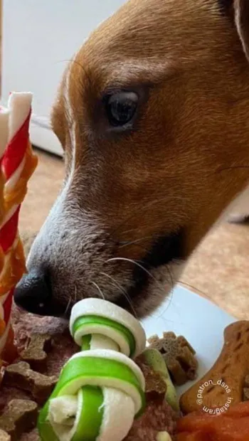 ​Талісману чернігівських саперів, знаменитому псу Патрону сьогодні виповнилося три роки