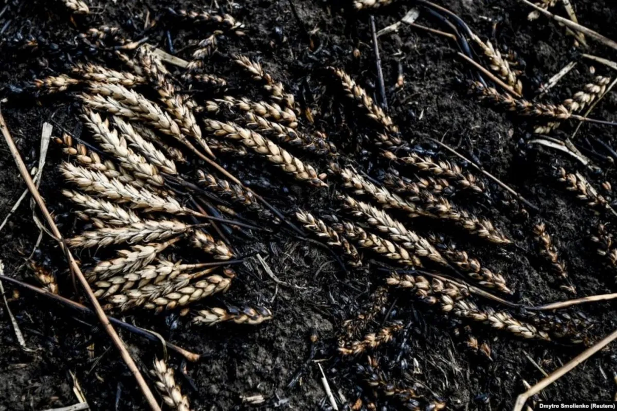 Українська пшениця у вогні