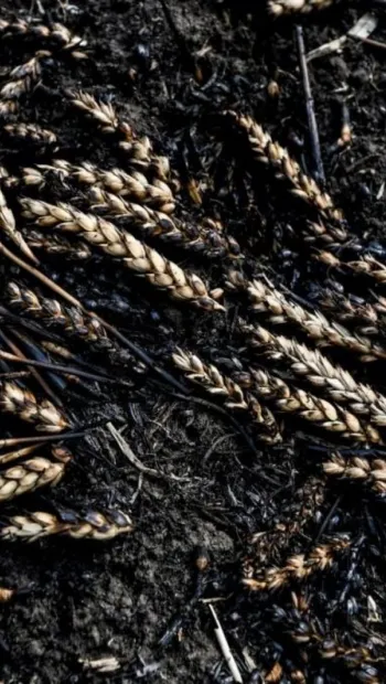 ​Українська пшениця у вогні