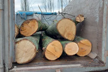 ​Незаконна порубка дерев на понад 2,4 млн грн – підозрюються двоє мешканців Київщини
