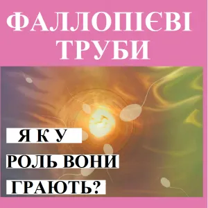 ​Репродуктолог Київ: Фаллопієві труби, яку роль вони відіграють?