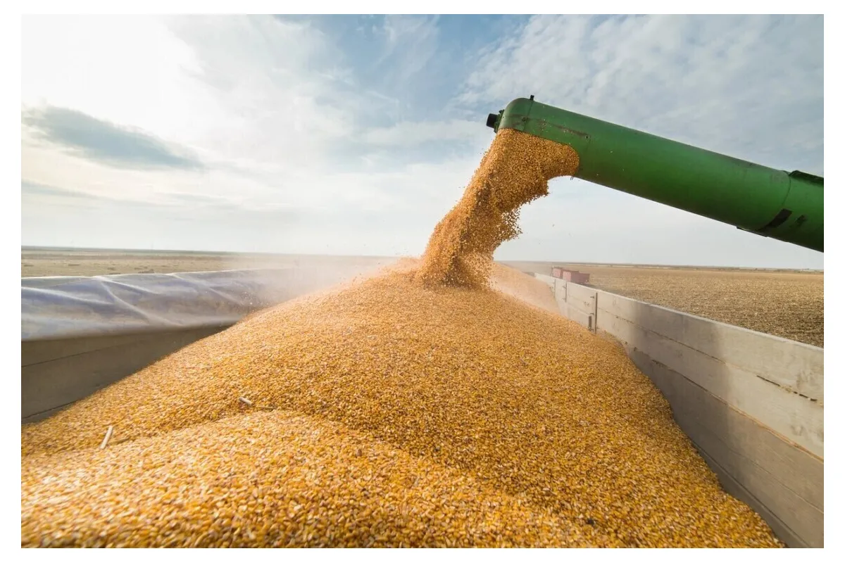 Що не так з українським зерном та чому від його відмовляються?