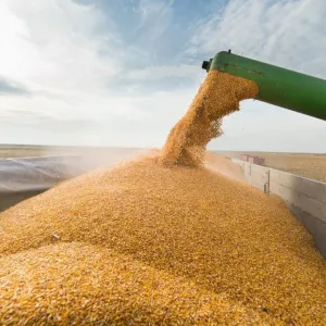 ​Що не так з українським зерном та чому від його відмовляються?
