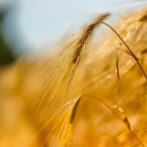 ​Аграрії Дніпропетровщини зібрали перший мільйон тонн зерна