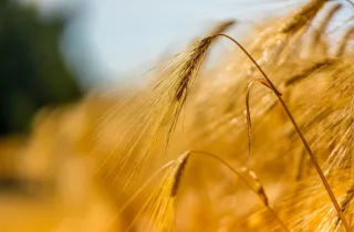 Аграрії Дніпропетровщини зібрали перший мільйон тонн зерна