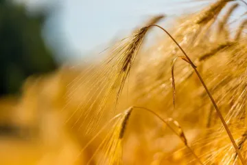 ​Аграрії Дніпропетровщини зібрали перший мільйон тонн зерна