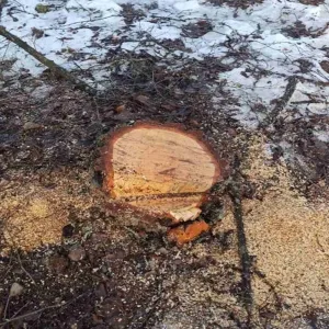​На Чернігівщині виявили нелегальну вирубку дерев