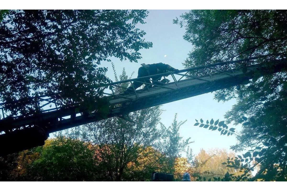 У Дніпрі рятувальники зняли кота з високого дерева