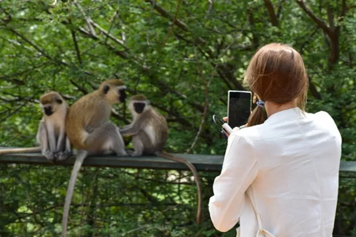 Чим фото туристів допомагають тваринам?