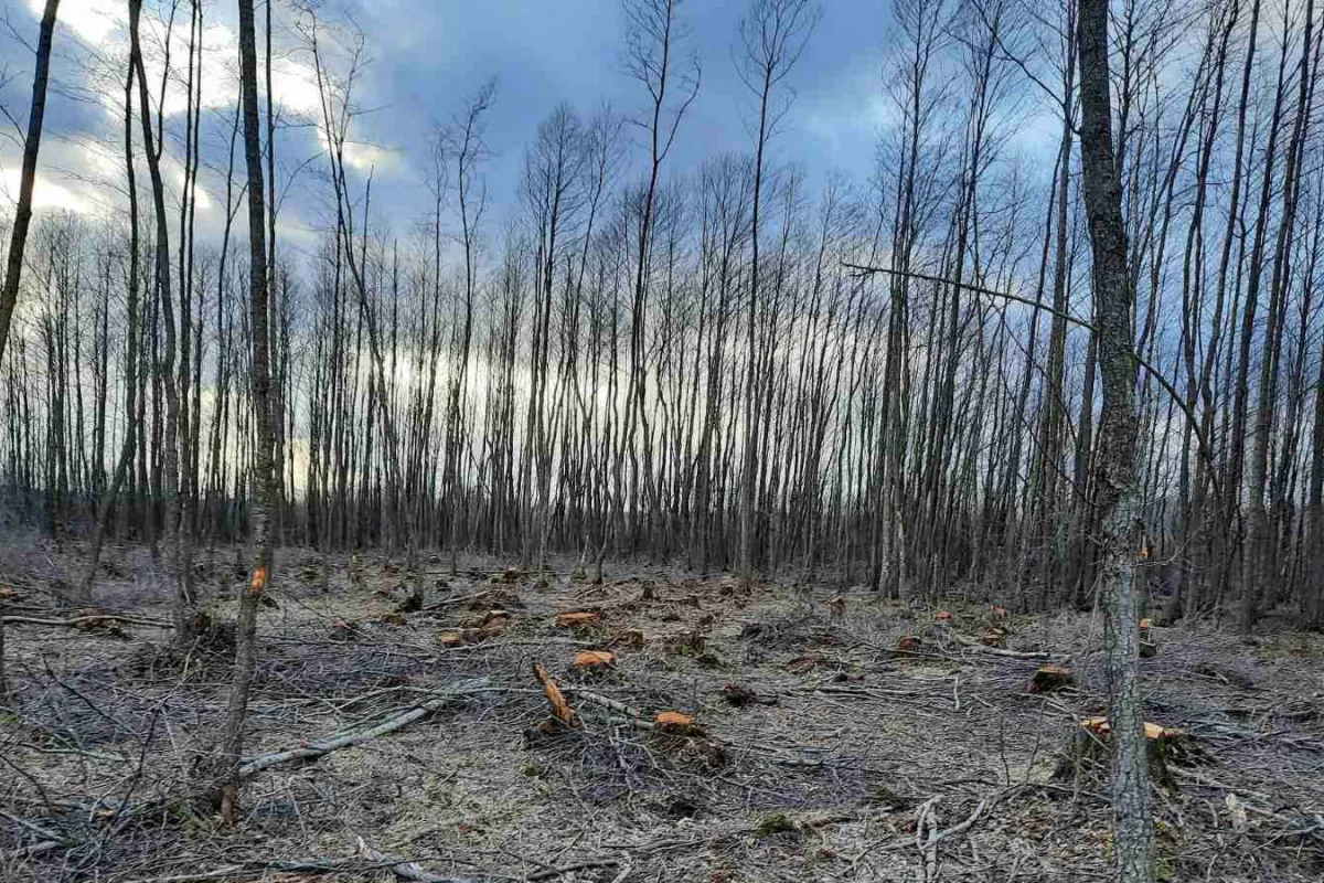 Незаконна вирубка дерев на Волинщині 