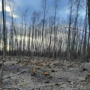 ​Незаконна вирубка дерев на Волинщині 