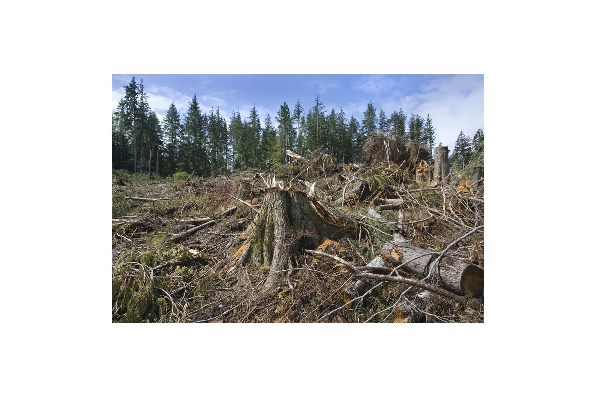 Знищення лісу під Новомосковськом “чорними лісорубами”. Навіщо їм вбивали ліси?