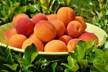 ​Українські садівники підвищують ціни на абрикоси