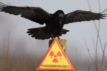 ​Стало відомо, туристів з яких країн найбільше зацікавив Чорнобиль