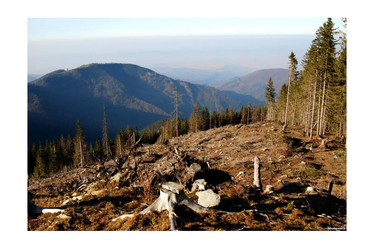 Верховна Рада спростила вирубку лісів Карпат, - екологи