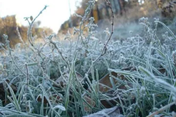 ​У найближчі три дні в Україні очікуються нічні заморозки