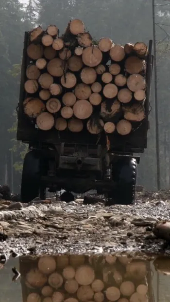 ​Скандал в Харьковской области: директор крупнейшего лесхоза Руслан Чагаровский начал вырубку 9 тысяч столетних дубов