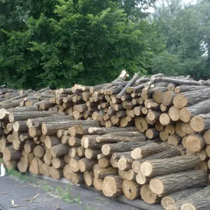 ​З України заборонили експортувати дрова, оскільки це основний ресурс для опалення, особливо на прифронтових територіях